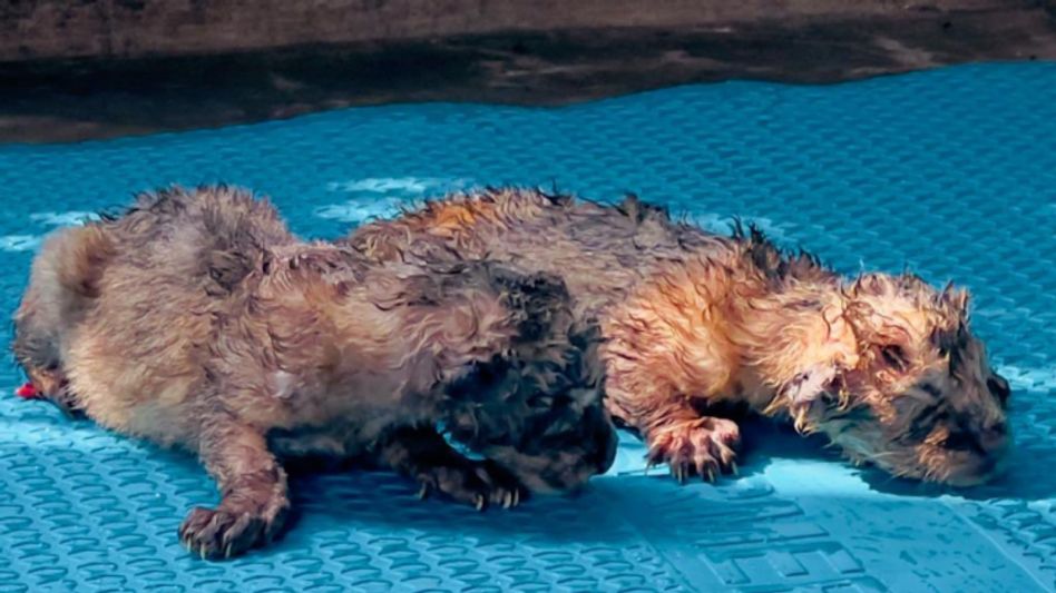 Little Roar: Assam State Zoo welcomes two lion cubs Little Roar: Assam State Zoo welcomes two lion cubs