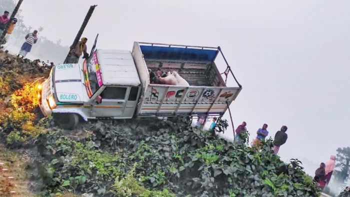 Nine cattle critically injured as smugglers' vehicle crashes near West Bengal border