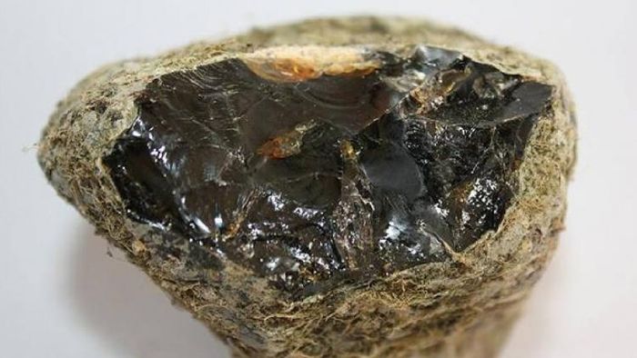 Assam: Suspected ambergris worth Rs 91 crore seized in Guwahati