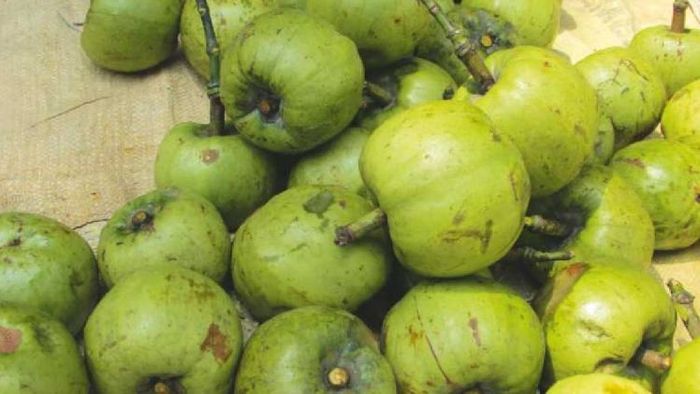 Medicinal plant commonly called Borthekera in Assamese found to have cardioprotective potential