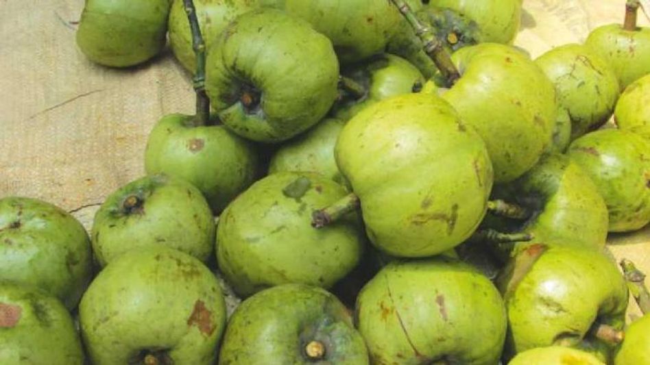 Medicinal plant commonly called Borthekera in Assamese found to have cardioprotective potential Medicinal plant commonly called Borthekera in Assamese found to have cardioprotective potential