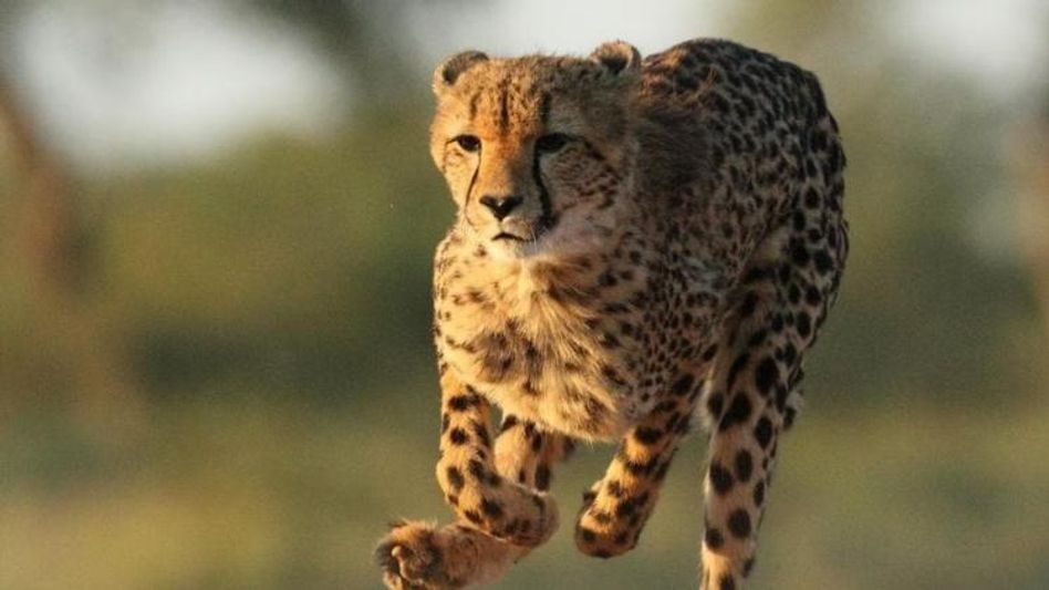 12 more South African cheetahs to arrive in India on February 18 12 more South African cheetahs to arrive in India on February 18