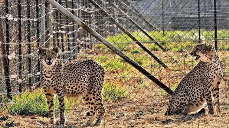 India all set to welcome 12 South African cheetahs on February 18 India all set to welcome 12 South African cheetahs on February 18