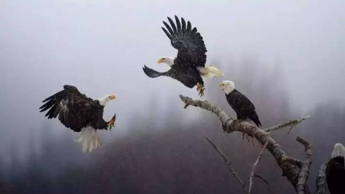 Indian-origin software engineer wins top Nat Geo photography contest