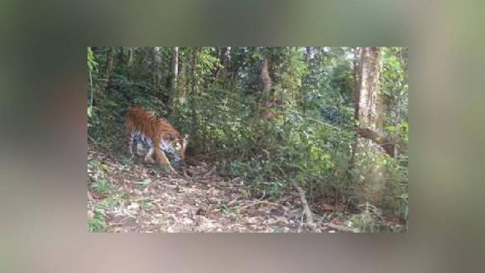 File photo of an adult tiger spotted in Namdapha, Arunachal Pradesh