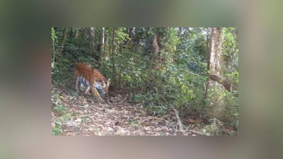 Arunachal: Tiger spotted in Namdapha National Park after 8 years Arunachal: Tiger spotted in Namdapha National Park after 8 years