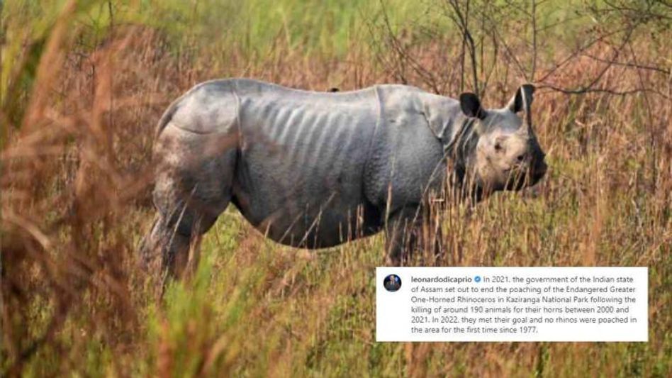 Leonardo Di Caprio lauds Assam government for ending Rhino poaching in Kaziranga National Park Leonardo Di Caprio lauds Assam government for ending Rhino poaching in Kaziranga National Park