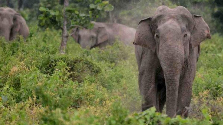 Assam: Army jawan trampled to death in wild elephant attack in Guwahati Assam: Army jawan trampled to death in wild elephant attack in Guwahati