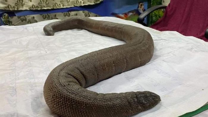 Red Sand Boa
