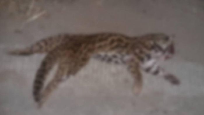 Leopard cat dies after being hit by car in Nagaon
