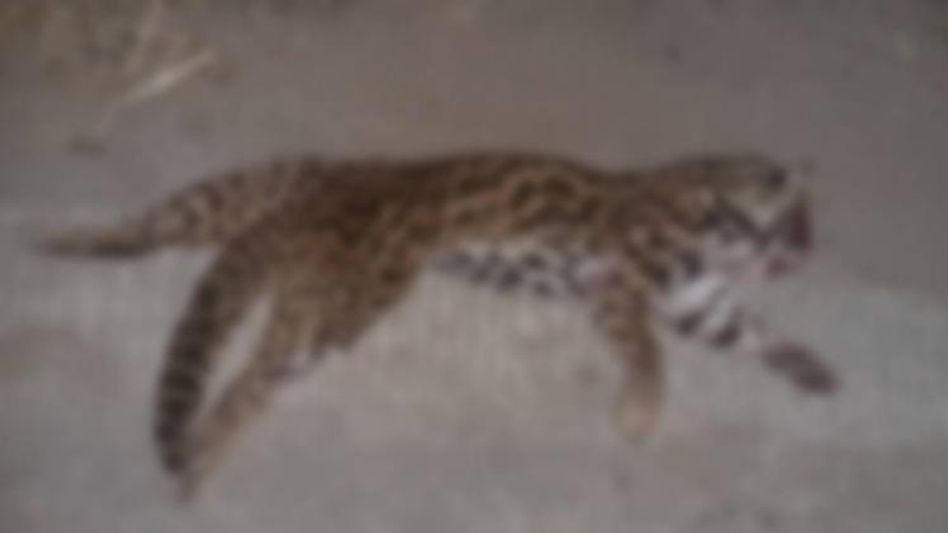 Assam: Leopard cat dies after being hit by car in Nagaon Assam: Leopard cat dies after being hit by car in Nagaon