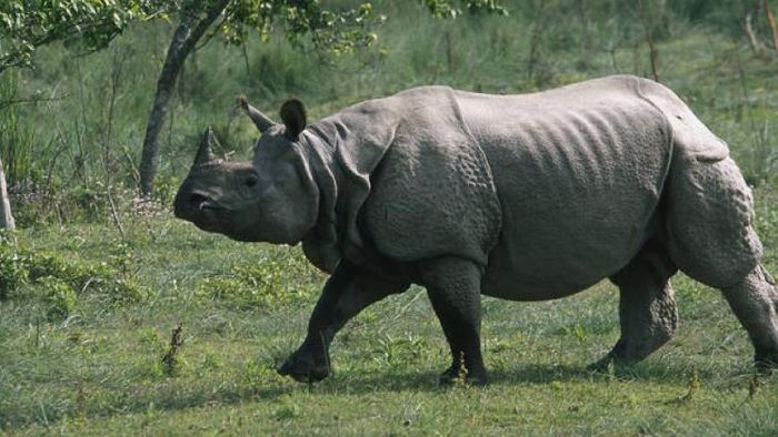 Greater one-horned rhino