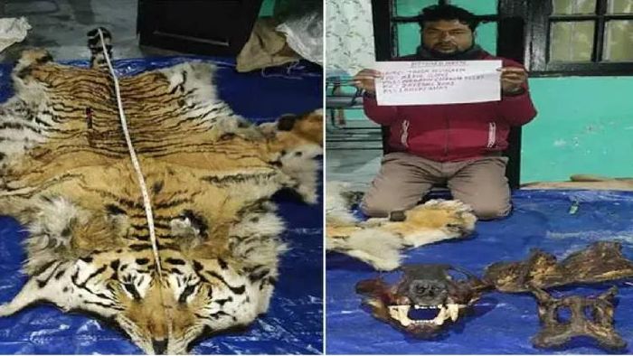Tiger poacher arrested with tiger body parts