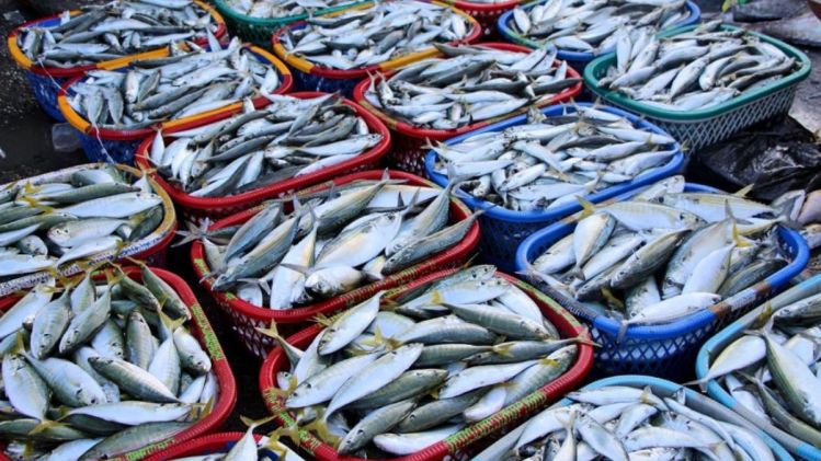 Centre lifts ban on import of fish in Tripura