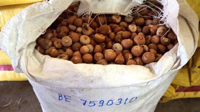 Mizoram: Assam Rifles seize 103 bags of illegal areca nuts worth over Rs. 57 lakh in Champhai