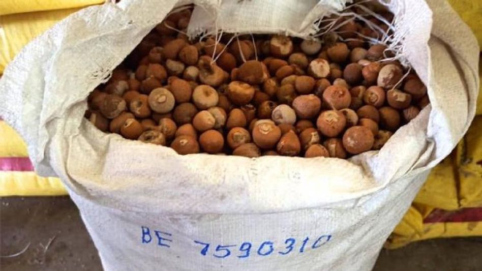 Mizoram: Assam Rifles seize 103 bags of illegal areca nuts worth over Rs. 57 lakh in Champhai Mizoram: Assam Rifles seize 103 bags of illegal areca nuts worth over Rs. 57 lakh in Champhai