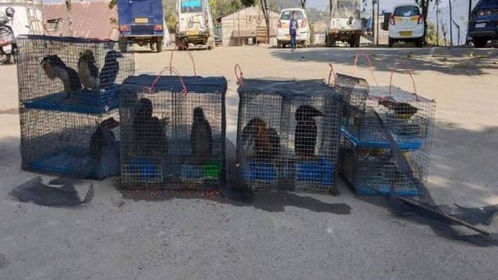 Exotic birds and animals rescued by Mizoram police
