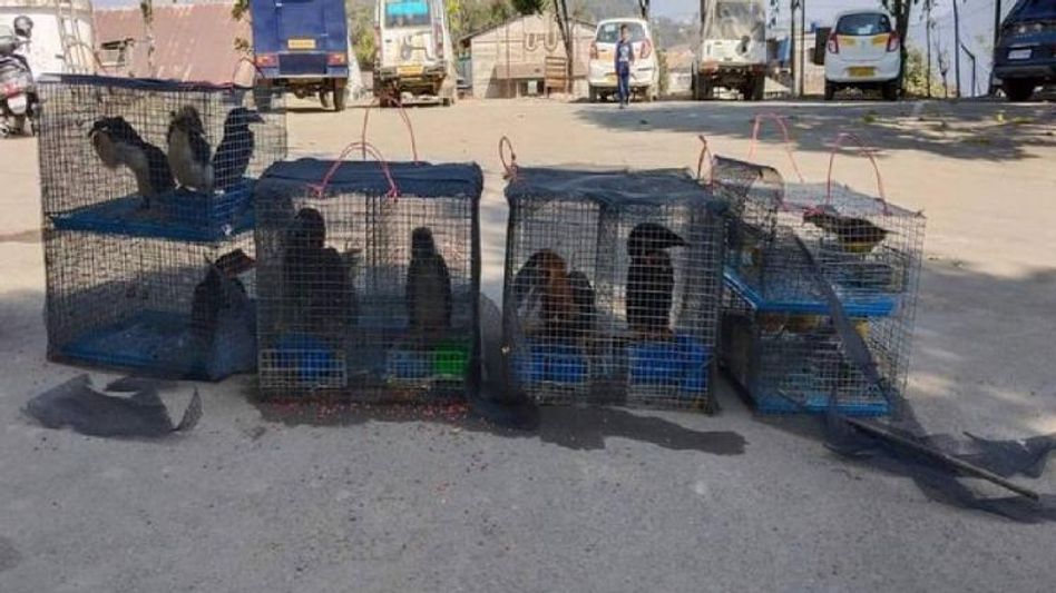 Mizoram police rescue 17 exotic bird species, animals smuggled through Myanmar; two held Mizoram police rescue 17 exotic bird species, animals smuggled through Myanmar; two held