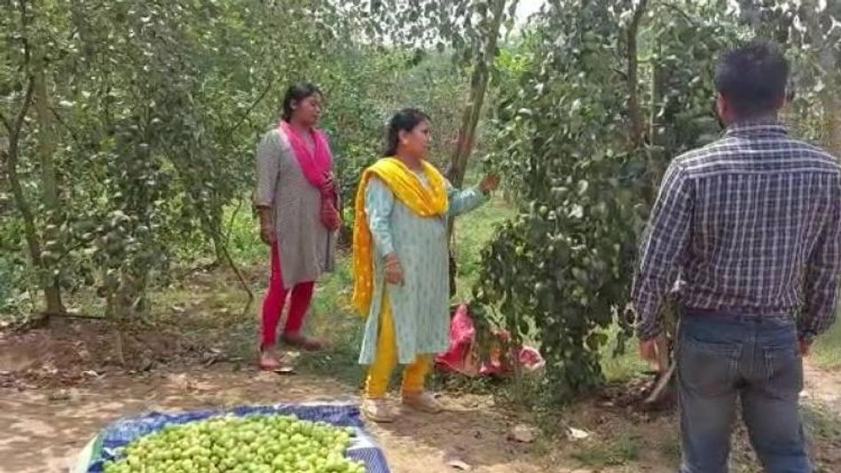 Assam: Two women in Dudhnoi cultivate Jujube for self-reliance Assam: Two women in Dudhnoi cultivate Jujube for self-reliance