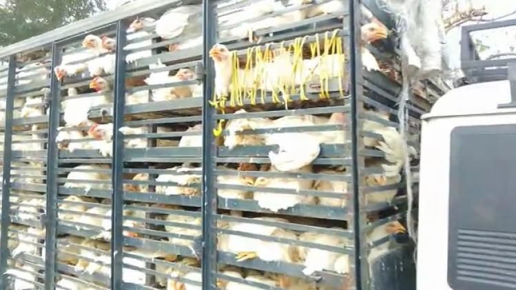 Assam: Police seize three vehicles carrying banned boiler chicken in Gossaigaon