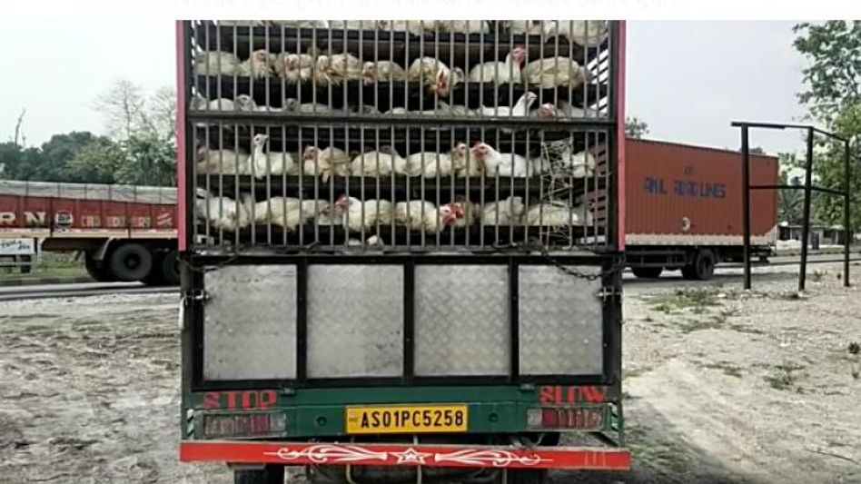 Banned broiler chicken smuggling syndicate flourishes on Assam-Bengal border as authorities turn blind eye Banned broiler chicken smuggling syndicate flourishes on Assam-Bengal border as authorities turn blind eye
