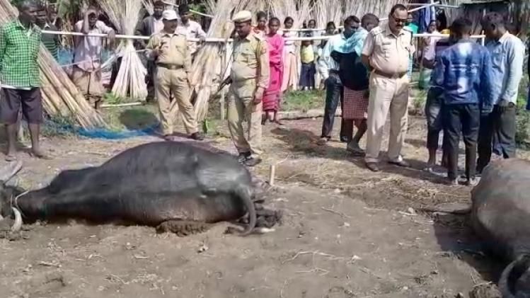 Assam: Two buffaloes killed in thunderstorm in Gossaigaon