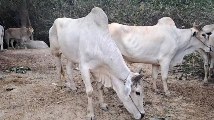 Illegal Burmese cow trade uncovered in Barak Valley: Police seize 16 cows, arrest two suspects