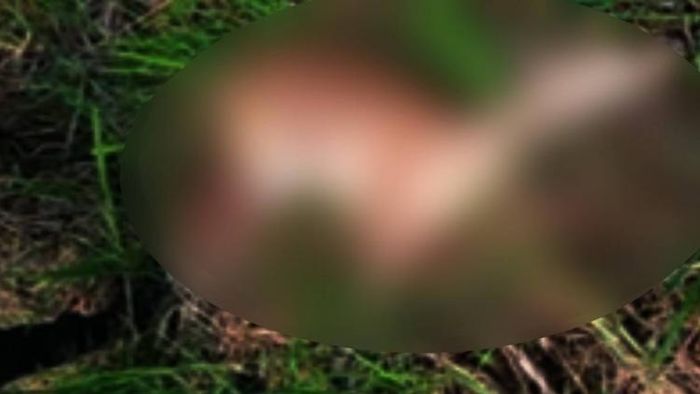 Hog deer carcass recovered at Loktak Lake