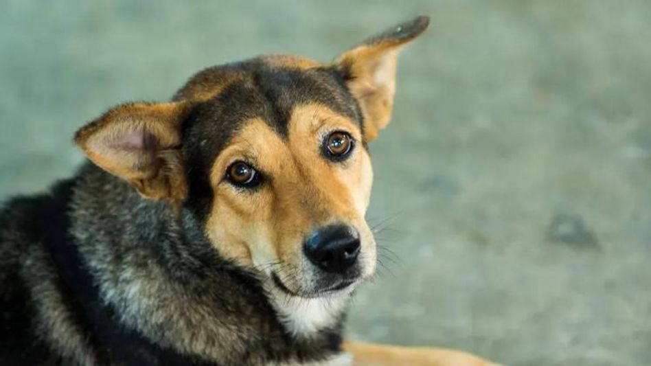 Food for thought: What a Naga youngster thinks about dog meat Food for thought: What a Naga youngster thinks about dog meat