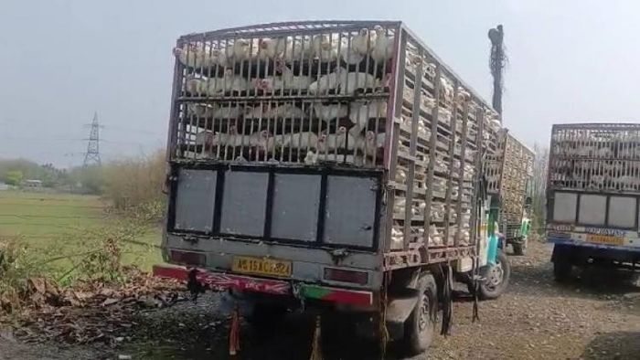 Assam: Two Bolero pickup trucks loaded with broiler chickens seized in Bhowraguri