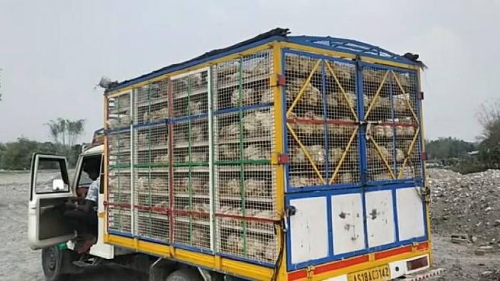 Assam Police seize three Bolero pickup vehicles filled with broiler chicken in Srirampur