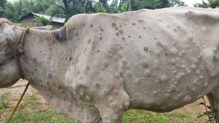 Lumpy virus outbreak in Assam (File Photo)