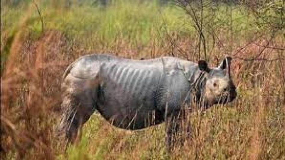 Assam: Rhino carcass found in Kaziranga’s Bagori range with horn missing Assam: Rhino carcass found in Kaziranga’s Bagori range with horn missing