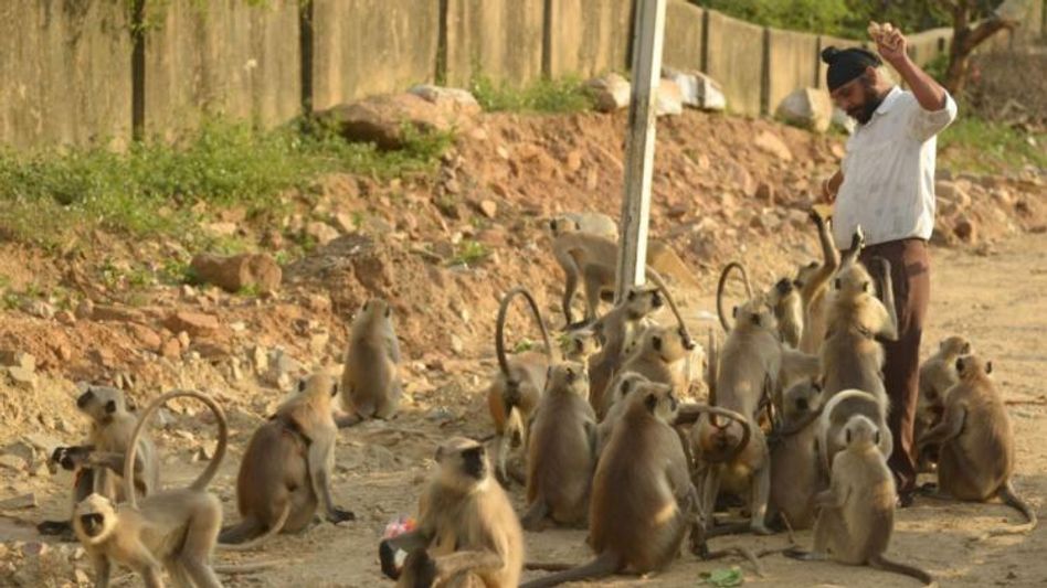 Telangana woman dies after being attacked by a group of 20 monkeys Telangana woman dies after being attacked by a group of 20 monkeys