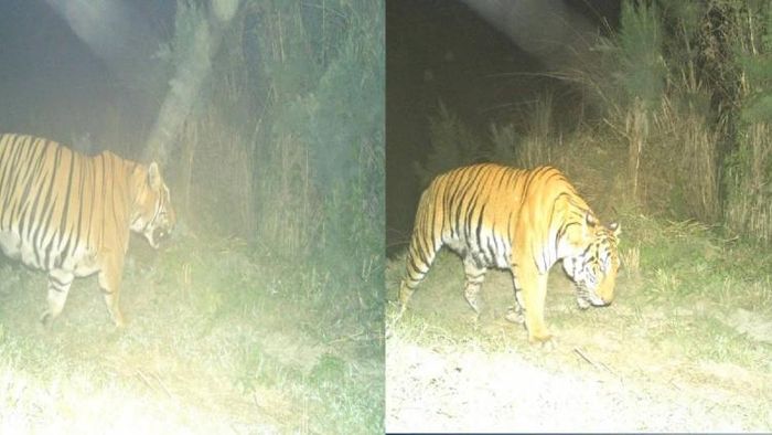 Tiger spotted at Burachapori Reserve Forest