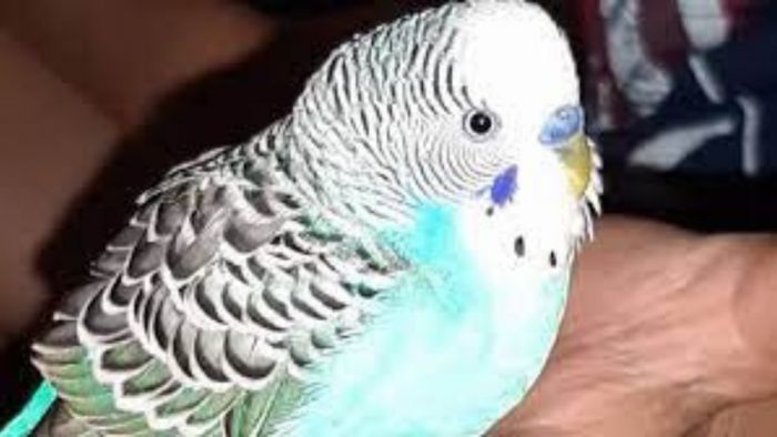 YouTuber arrested for offering to sell parakeets on social media