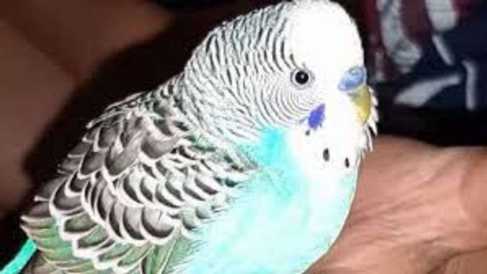 Assam: YouTuber arrested for offering to sell parakeets on social media Assam: YouTuber arrested for offering to sell parakeets on social media