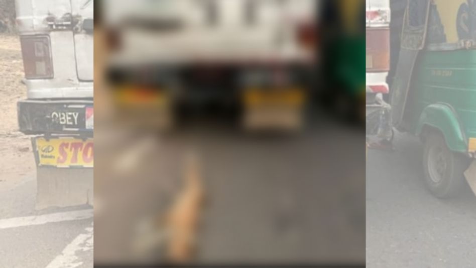 Tripura man charged with animal cruelty after dragging dog behind a vehicle Tripura man charged with animal cruelty after dragging dog behind a vehicle