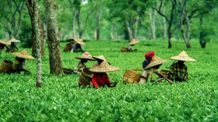Tea garden and Adivasi community to be recognised as separate sub-category under OBCs