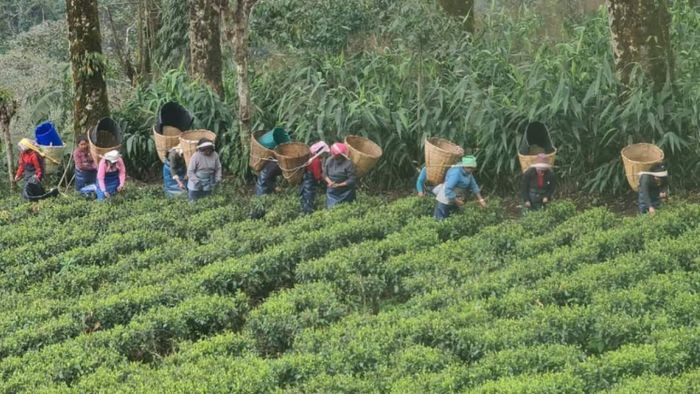 Sikkm's first flush tea leaves plucked at Temi tea estate