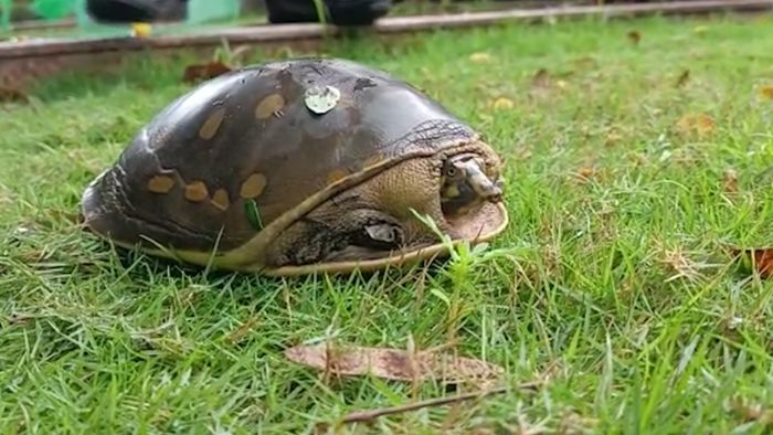 Critically endangered turtle rescued in Dhubri