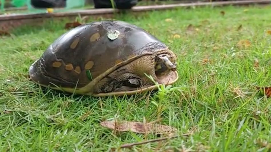 Assam: Critically endangered turtle rescued in Dhubri Assam: Critically endangered turtle rescued in Dhubri