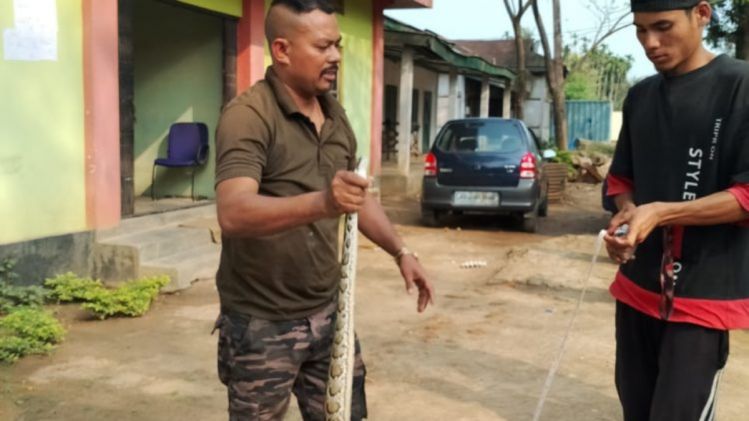 5 feet 8 inch long python rescued in Garo Hills Autonomous District Council