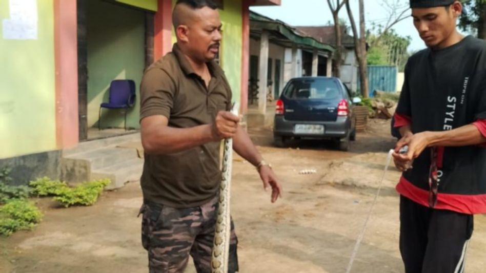Meghalaya: 5 feet 8 inch long python rescued in Garo Hills Autonomous District Council Meghalaya: 5 feet 8 inch long python rescued in Garo Hills Autonomous District Council