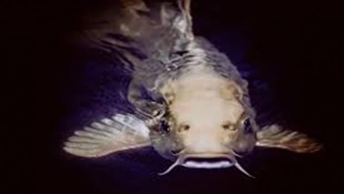 New Catfish species discovered in Arunachal