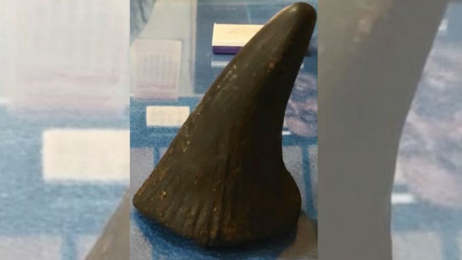 Assam: 3 nabbed for rhino horn smuggling in Nagaon Assam: 3 nabbed for rhino horn smuggling in Nagaon