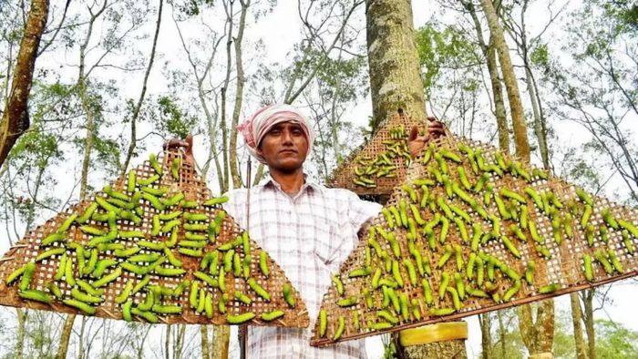 Assam to observe National Muga Day on May 19