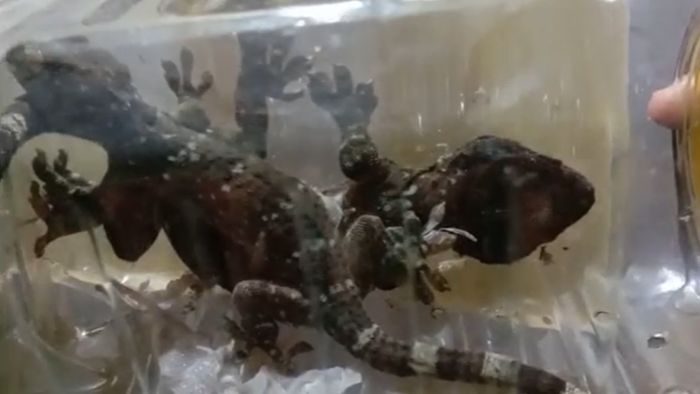 Critically endangered Geckos rescued in Bijni, two arrested