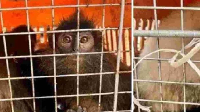 Endangered animals rescued from truck on Assam-West Bengal border