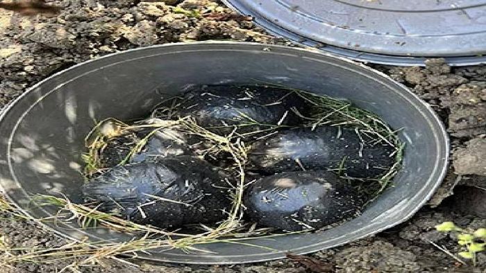 Bombs recovered in Delhi